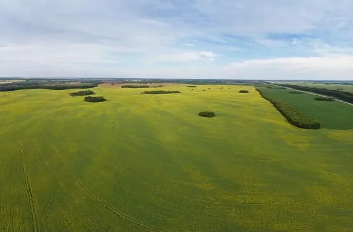 Framed Print : Aerial view of cultivated rapeseed field from drone pov Framed Print : Aerial view of cultivated rapeseed field from drone pov