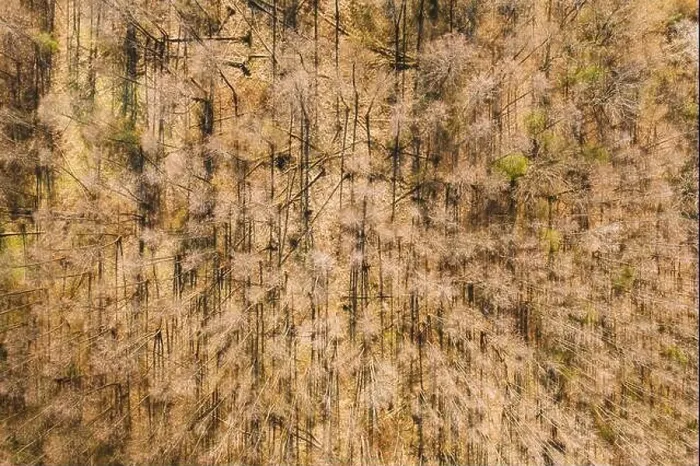 Framed Print : Aerial View Of Deciduous Trees Without Foliage Leaves In Landscape At Early Spring. Top Flat View From High Attitude. Natural Backdrop Background Of Framed Print : Aerial View Of Deciduous Trees Without Foliage Leaves In Landscape At Early Spring. Top Flat View From High Attitude. Natural Backdrop Background Of