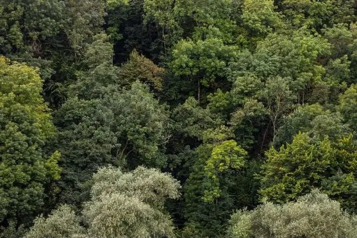 Framed Print : Aerial view of a dense forest. There are many trees, bushes and green grass on this beautiful spring day Framed Print : Aerial view of a dense forest. There are many trees, bushes and green grass on this beautiful spring day