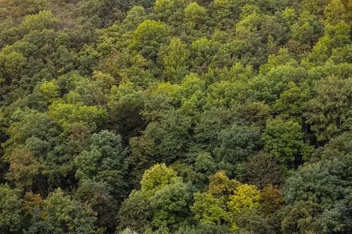 Framed Print : Aerial view of a dense forest. There are many trees, bushes and green grass on this beautiful spring day Framed Print : Aerial view of a dense forest. There are many trees, bushes and green grass on this beautiful spring day