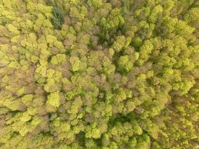 Framed Print : An aerial view of a dense forest with a variety of terrestrial plants including evergreen trees Framed Print : An aerial view of a dense forest with a variety of terrestrial plants including evergreen trees