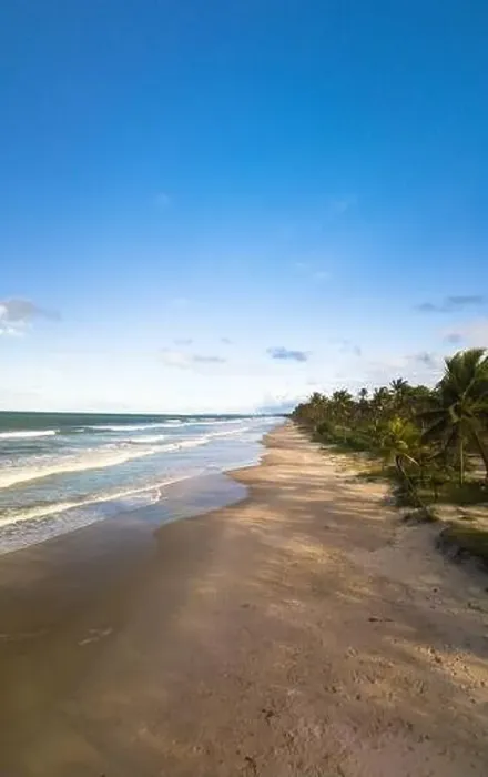 Framed Print : Aerial view deserted beach with coconut trees on the coast of bahia brazil Framed Print : Aerial view deserted beach with coconut trees on the coast of bahia brazil