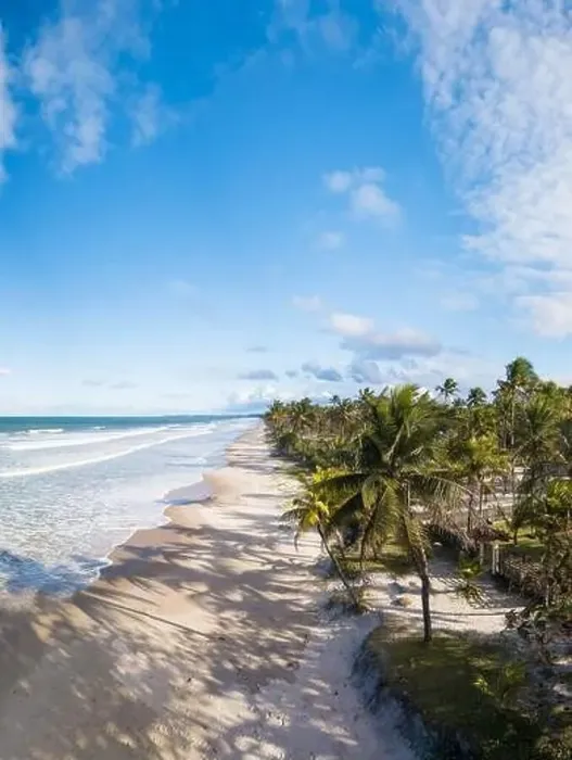 Framed Print : Aerial view deserted beach with coconut trees on the coast of bahia brazil Framed Print : Aerial view deserted beach with coconut trees on the coast of bahia brazil