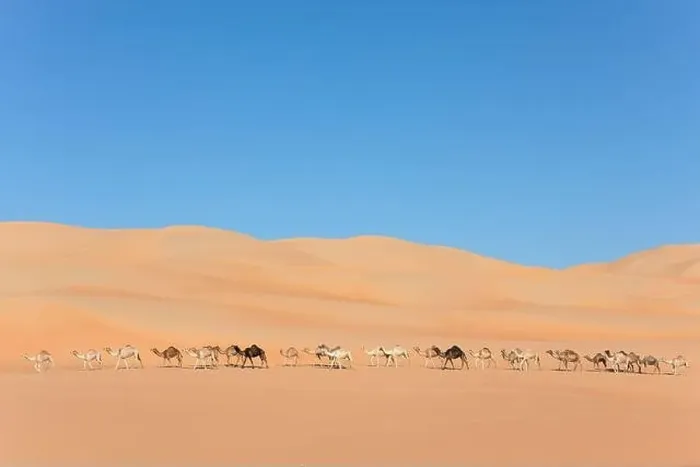 Framed Print : Aerial view from a drone of a lined up group of dromedary camels walking in the Empty Quarters desert Framed Print : Aerial view from a drone of a lined up group of dromedary camels walking in the Empty Quarters desert