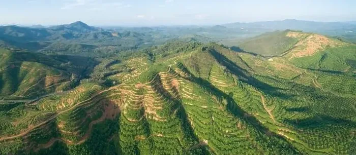 Framed Print : Aerial view drone shot of panorama Palm trees plantation rainforest landscape nature scenery view in thailand Amazing Framed Print : Aerial view drone shot of panorama Palm trees plantation rainforest landscape nature scenery view in thailand Amazing