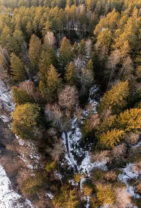 Framed Print : Aerial view from drone of snowy pines in Europe Framed Print : Aerial view from drone of snowy pines in Europe