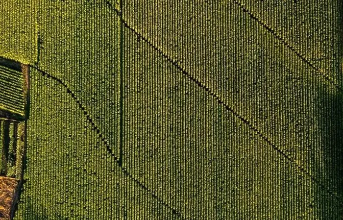 Framed Print : Aerial view of field growing tobacco in Chile. Top view from drone Framed Print : Aerial view of field growing tobacco in Chile. Top view from drone