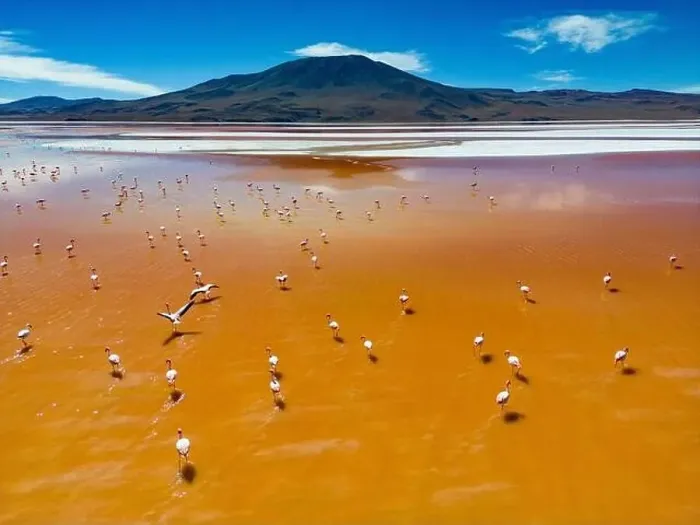 Framed Print : Aerial view of flamingos in the colorful Laguna Colorada in the remote Fauna Andina Eduardo Avaroa National Reserve in Framed Print : Aerial view of flamingos in the colorful Laguna Colorada in the remote Fauna Andina Eduardo Avaroa National Reserve in