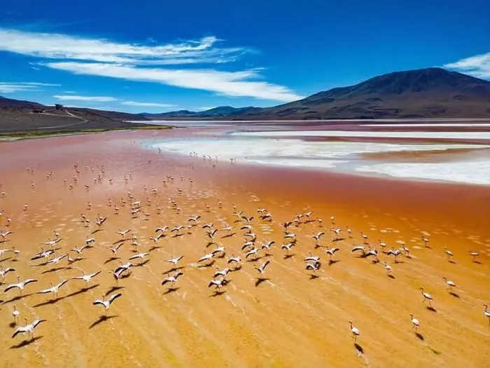 Framed Print : Aerial view of flamingos in the colorful Laguna Colorada in the remote Fauna Andina Eduardo Avaroa National Reserve in Framed Print : Aerial view of flamingos in the colorful Laguna Colorada in the remote Fauna Andina Eduardo Avaroa National Reserve in