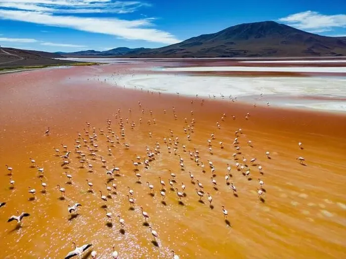 Framed Print : Aerial view of flamingos in the colorful Laguna Colorada in the remote Fauna Andina Eduardo Avaroa National Reserve in Framed Print : Aerial view of flamingos in the colorful Laguna Colorada in the remote Fauna Andina Eduardo Avaroa National Reserve in