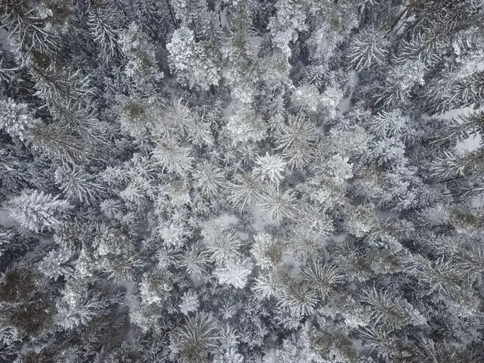 Framed Print : Aerial top down view of the forest. Coniferous trees covered with snow Framed Print : Aerial top down view of the forest. Coniferous trees covered with snow