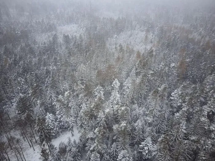 Framed Print : Aerial top down view of the forest. Coniferous trees covered with snow Framed Print : Aerial top down view of the forest. Coniferous trees covered with snow