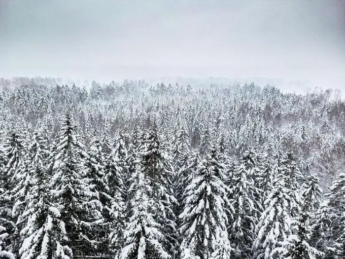 Framed Print : aerial view of forest covered with snow, bird's eye view Framed Print : aerial view of forest covered with snow, bird's eye view