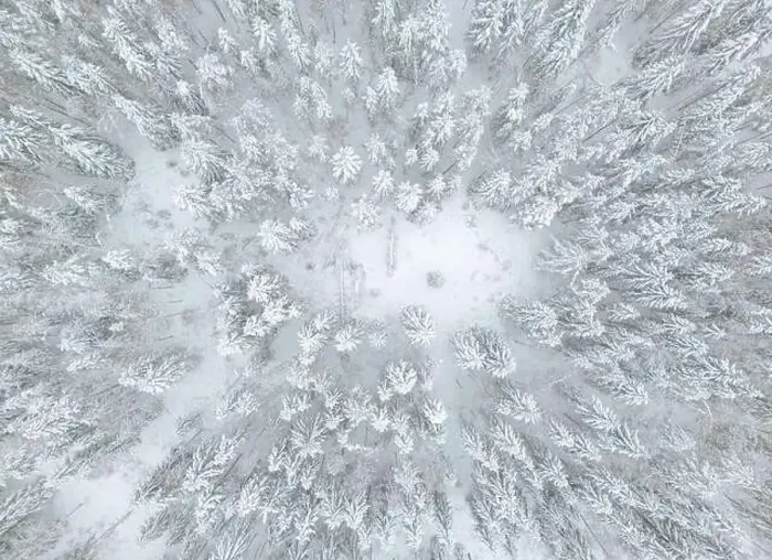 Framed Print : aerial view of forest covered with snow, bird's eye view Framed Print : aerial view of forest covered with snow, bird's eye view