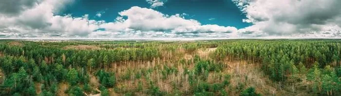 Framed Print : Aerial View Green Coniferous Forest Pines Woods Landscape In Early Spring Day. Top View Of Beautiful European Nature From Attitude. Drone View. Bird's