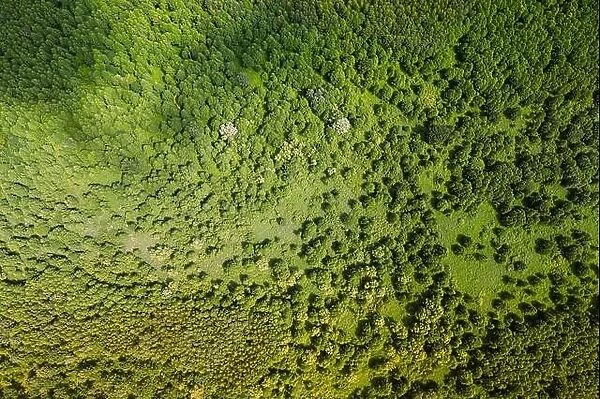 Aerial View Of Green Deciduous Forest In Landscape In Summer Day. Top View From Attitude. Drone View Of European Woods At Summer