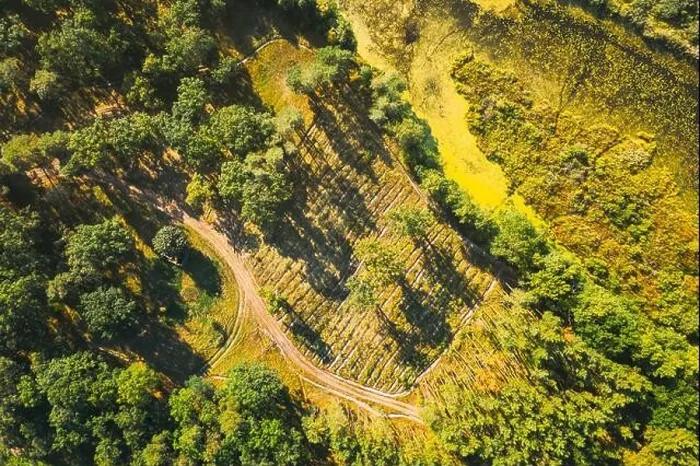 Framed Print : Aerial View Green Forest Deforestation Area Landscape. Top View Of New Growing Forest. European Nature From High Attitude In Summer Season. Drone View Framed Print : Aerial View Green Forest Deforestation Area Landscape. Top View Of New Growing Forest. European Nature From High Attitude In Summer Season. Drone View