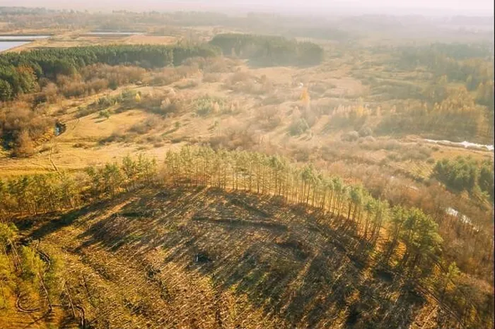 Framed Print : Aerial View Green Forest In Deforestation Area Landscape. Top View Of Shadows From Woods Trunks. Growing Forest. European Nature From High Attitude In Framed Print : Aerial View Green Forest In Deforestation Area Landscape. Top View Of Shadows From Woods Trunks. Growing Forest. European Nature From High Attitude In