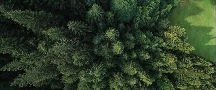 Framed Print : Aerial view of a green forest of pine trees and firs trees during a summer morning, northern Italy Framed Print : Aerial view of a green forest of pine trees and firs trees during a summer morning, northern Italy
