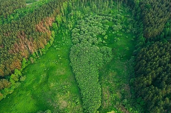 Aerial View Green Forest Woods Landscape In Sunny Spring Evening. Top View Of Beautiful European Nature From High Attitude In Summer Season. Drone Vie