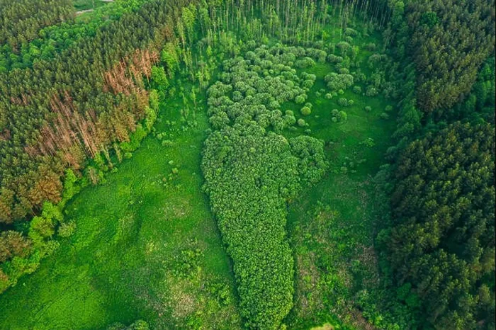 Framed Print : Aerial View Green Forest Woods Landscape In Sunny Spring Evening. Top View Of Beautiful European Nature From High Attitude In Summer Season. Drone Vie Framed Print : Aerial View Green Forest Woods Landscape In Sunny Spring Evening. Top View Of Beautiful European Nature From High Attitude In Summer Season. Drone Vie