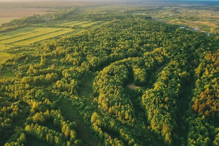 Framed Print : Aerial View Green Forest Woods Landscape In Sunny Spring Evening. Top View Of Beautiful European Nature From High Attitude In Summer Season. Drone Vie Framed Print : Aerial View Green Forest Woods Landscape In Sunny Spring Evening. Top View Of Beautiful European Nature From High Attitude In Summer Season. Drone Vie