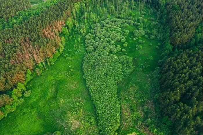 Framed Print : Aerial View Green Forest Woods Landscape In Sunny Spring Evening. Top View Of Beautiful European Nature From High Attitude In Summer Season. Drone