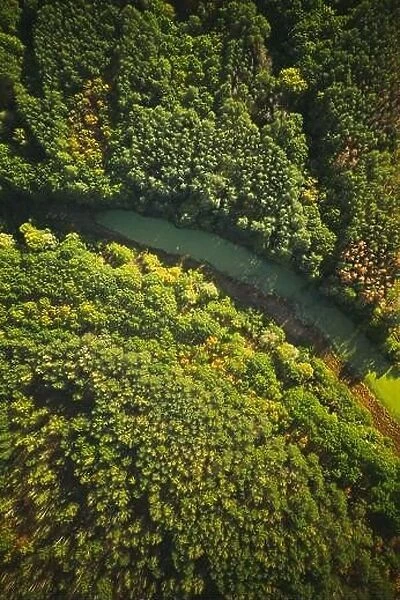 Aerial View Green Forest Woods And River Marsh Bog In Summer Landscape. Top View Of Beautiful European Nature From High Attitude In Summer Season. Dro