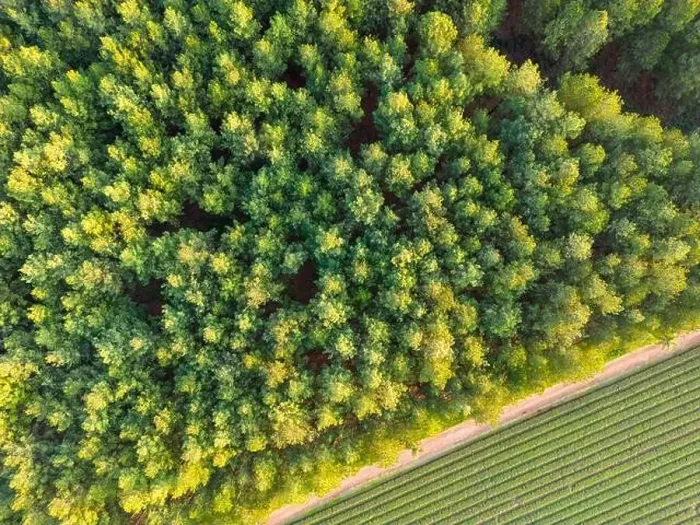 Framed Print : Aerial view of green and lush tree tops building a thick forest Framed Print : Aerial view of green and lush tree tops building a thick forest