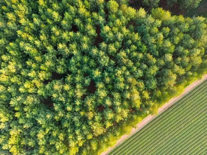 Framed Print : Aerial view of green and lush tree tops building a thick forest Framed Print : Aerial view of green and lush tree tops building a thick forest