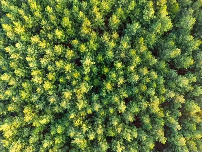Framed Print : Aerial view of green and lush tree tops building a thick forest in the Province Misiones in Argentina, South America Framed Print : Aerial view of green and lush tree tops building a thick forest in the Province Misiones in Argentina, South America