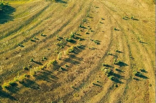 Aerial View Of Green Meadow Pasture Landscape. Top View From High Attitude In Summer Evening. Drone View. Bird's Eye View