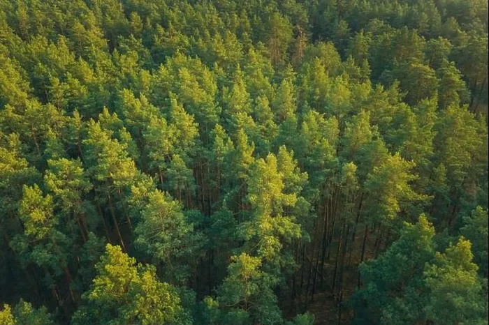 Framed Print : Aerial View Of Green Pine Coniferous Forest In Landscape In Spring. Top View From Attitude. Drone View Of European Woods At Springtime Framed Print : Aerial View Of Green Pine Coniferous Forest In Landscape In Spring. Top View From Attitude. Drone View Of European Woods At Springtime