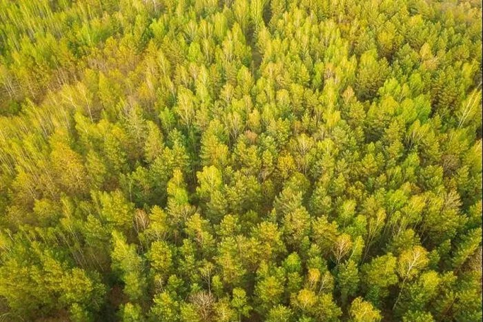 Framed Print : Aerial View Of Green Pine Coniferous Forest In Landscape In Spring. Top View From Attitude. Drone View Of European Woods At Springtime Framed Print : Aerial View Of Green Pine Coniferous Forest In Landscape In Spring. Top View From Attitude. Drone View Of European Woods At Springtime
