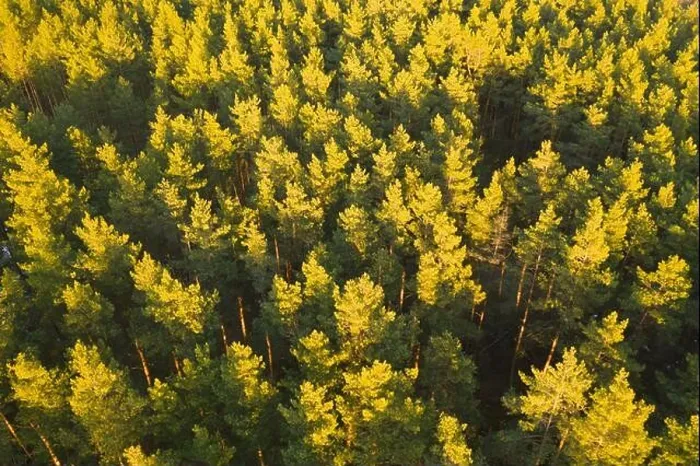 Framed Print : Aerial View Of Green Pine Coniferous Forest In Landscape During Sunset In Spring. Top View From Attitude. Drone View Of European Woods At Springtime Framed Print : Aerial View Of Green Pine Coniferous Forest In Landscape During Sunset In Spring. Top View From Attitude. Drone View Of European Woods At Springtime