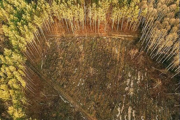 Aerial View Green Pine Forest In Deforestation Area Landscape. Top View Of Fallen Woods Trunks And Growing Forest. European Nature From High Attitude