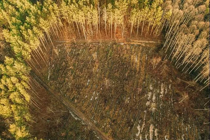 Framed Print : Aerial View Green Pine Forest In Deforestation Area Landscape. Top View Of Fallen Woods Trunks And Growing Forest. European Nature From High Attitude Framed Print : Aerial View Green Pine Forest In Deforestation Area Landscape. Top View Of Fallen Woods Trunks And Growing Forest. European Nature From High Attitude