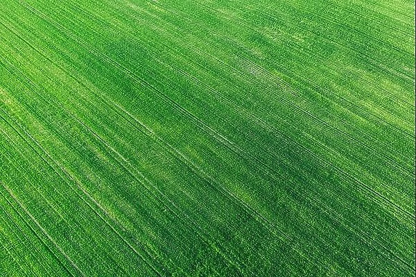 Aerial View Green Spring Field Landscape With Trails Lines. Flat View Of Natural Summer Green Meadow Grass Background. Top View Of Field With Growing