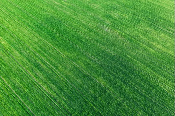 Framed Print : Aerial View Green Spring Field Landscape With Trails Lines. Flat View Of Natural Summer Green Meadow Grass Background. Top View Of Field With Growing Framed Print : Aerial View Green Spring Field Landscape With Trails Lines. Flat View Of Natural Summer Green Meadow Grass Background. Top View Of Field With Growing