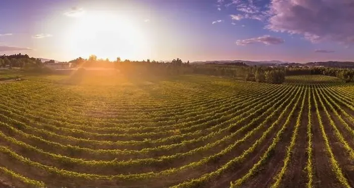Framed Print : Aerial view of a green vineyard in Portugal at sunset Framed Print : Aerial view of a green vineyard in Portugal at sunset