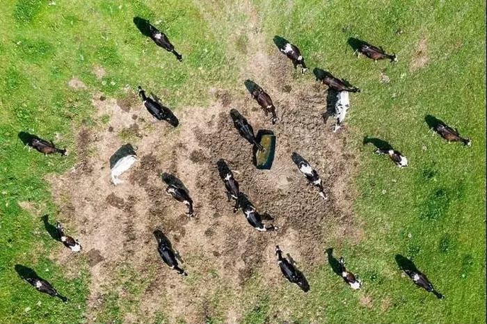 Framed Print : Aerial view of herd of cows by the water Framed Print : Aerial view of herd of cows by the water