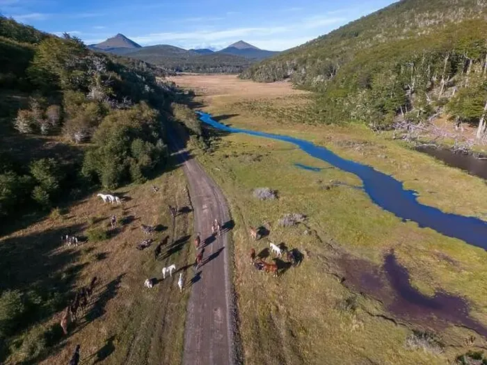 Framed Print : Aerial view of horses in a beaver habitat in Reserva Lago Yeguin on the island Tierra del Fuego Framed Print : Aerial view of horses in a beaver habitat in Reserva Lago Yeguin on the island Tierra del Fuego