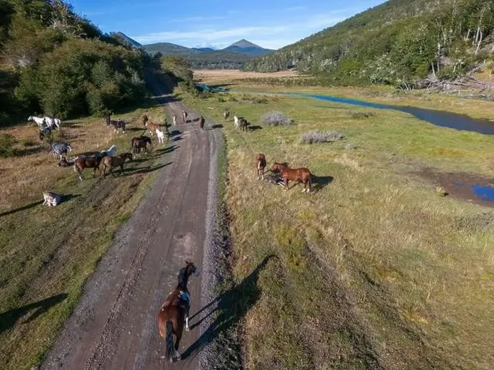 Framed Print : Aerial view of horses in a beaver habitat in Reserva Lago Yeguin on the island Tierra del Fuego Framed Print : Aerial view of horses in a beaver habitat in Reserva Lago Yeguin on the island Tierra del Fuego