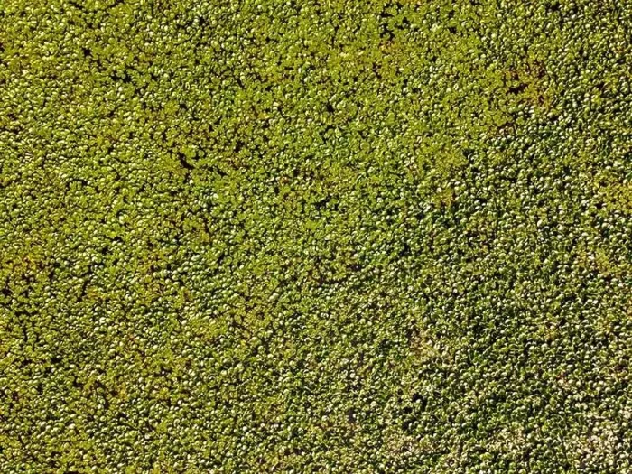Framed Print : Aerial view of a lily pond in Loire Valley, France Framed Print : Aerial view of a lily pond in Loire Valley, France