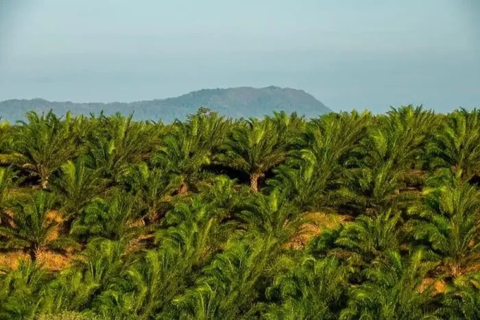 Framed Print : Aerial view of Oil palm tree plantation, Chiriqui, Panama - stock photo Framed Print : Aerial view of Oil palm tree plantation, Chiriqui, Panama - stock photo