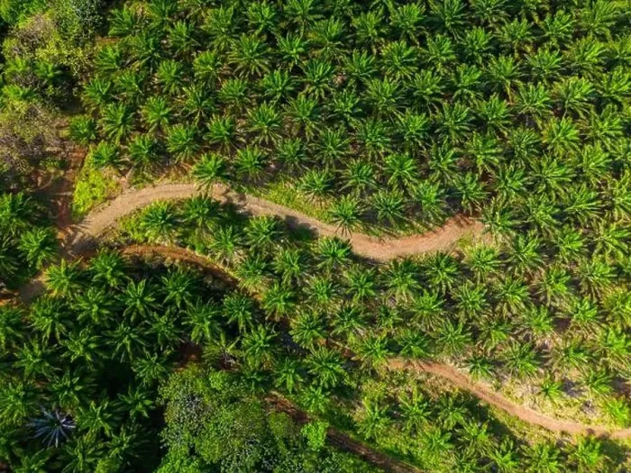Framed Print : Aerial view of Oil palm tree plantation, Chiriqui, Panama - stock photo Framed Print : Aerial view of Oil palm tree plantation, Chiriqui, Panama - stock photo