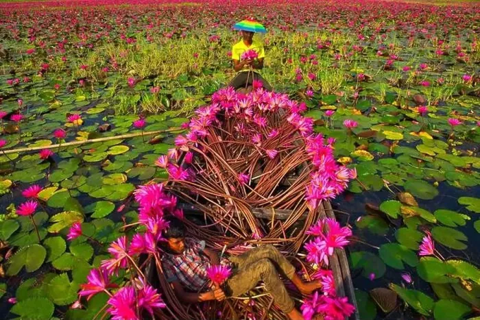 Framed Print : Aerial view of a person harvesting in the swamp pink lilies used as vegetables for cooking fish Framed Print : Aerial view of a person harvesting in the swamp pink lilies used as vegetables for cooking fish