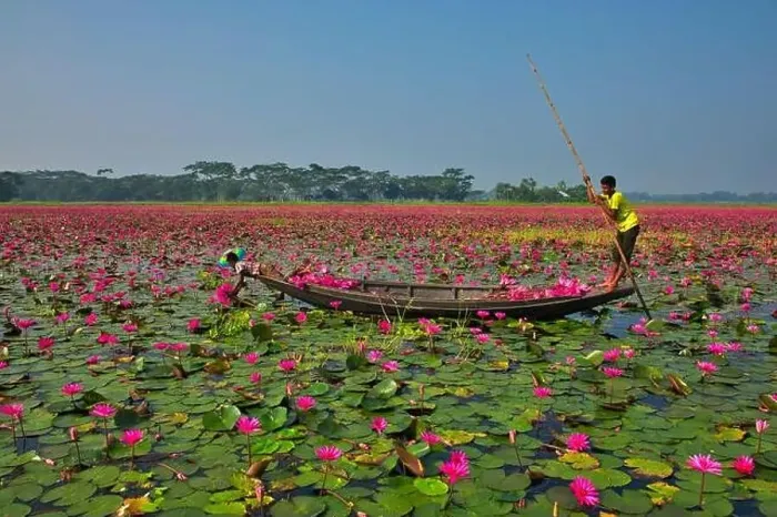 Framed Print : Aerial view of a person harvesting in the swamp pink lilies used as vegetables for cooking fish Framed Print : Aerial view of a person harvesting in the swamp pink lilies used as vegetables for cooking fish