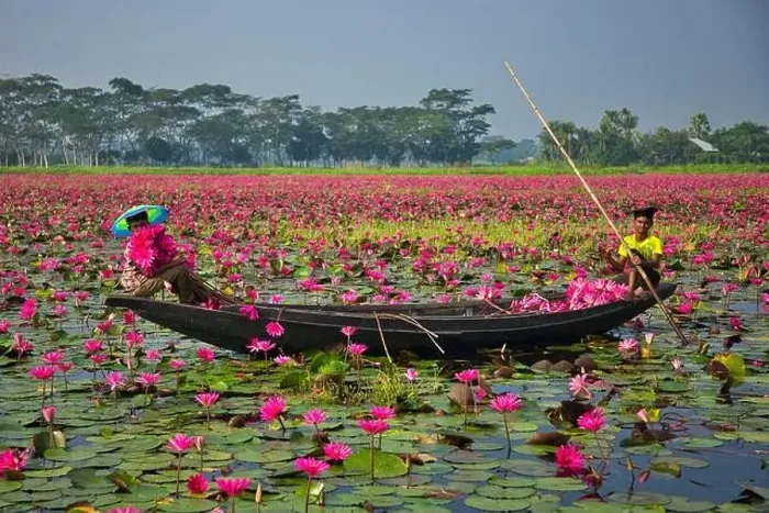 Framed Print : Aerial view of a person harvesting in the swamp pink lilies used as vegetables for cooking fish Framed Print : Aerial view of a person harvesting in the swamp pink lilies used as vegetables for cooking fish