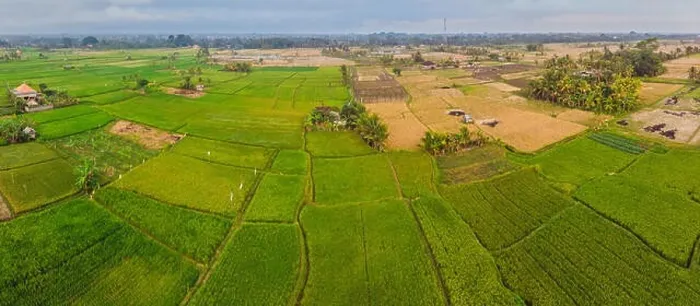Framed Print : Aerial top view photo from flying drone of green rice fields in countryside Land with grown plants of paddy Framed Print : Aerial top view photo from flying drone of green rice fields in countryside Land with grown plants of paddy